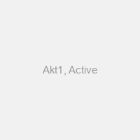 Akt1, Active